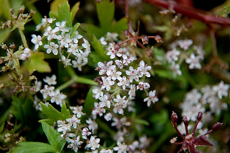 Helosciadium crassipes / Sedano di Sardegna